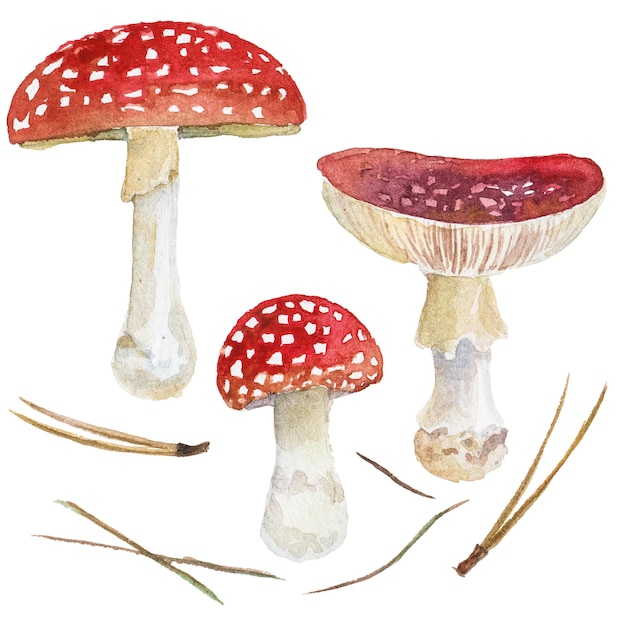 Illustration aquarelle abstraite de champignons d'automne Éléments de conception nature dessinés à la main isolés sur fond blanc