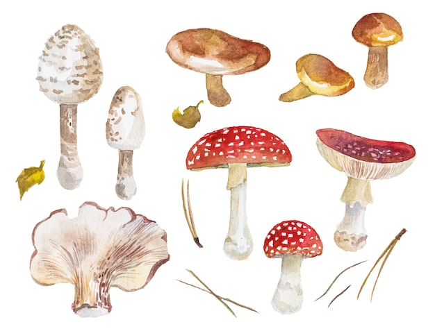 PSD illustration aquarelle abstraite de champignons d'automne éléments de conception nature dessinés à la main isolés sur fond blanc