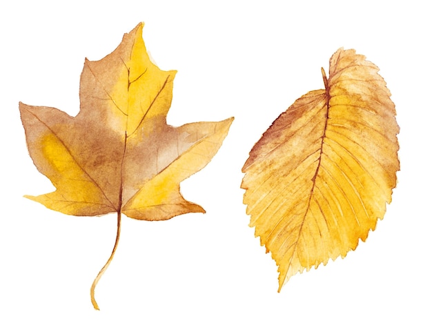 Illustration Aquarelle Abstraite Des Feuilles D'automne éléments De Conception Nature Dessinés à La Main Isolés Sur Fond Blanc