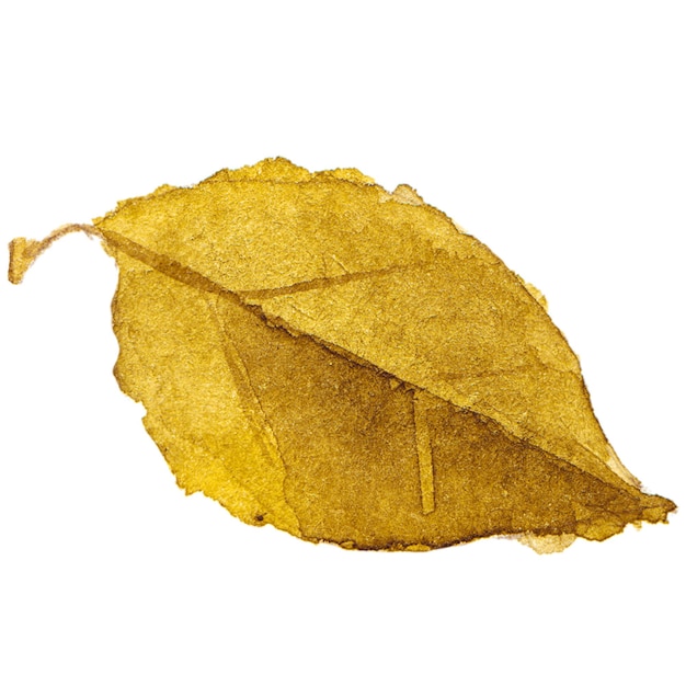Illustration aquarelle abstraite des feuilles d'automne Éléments de conception nature dessinés à la main isolés sur fond blanc