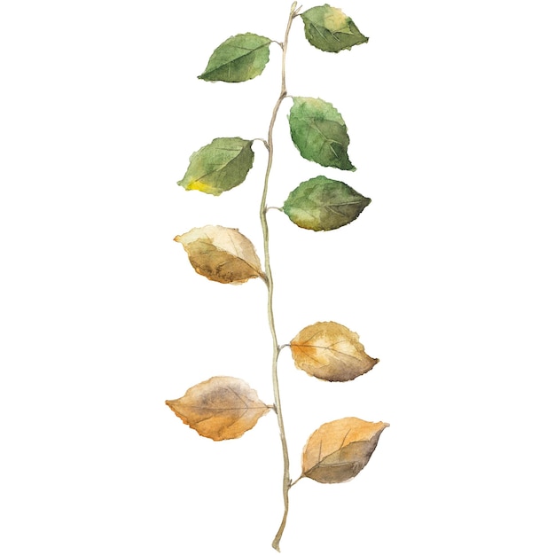 Illustration aquarelle abstraite des feuilles d'automne Éléments de conception nature dessinés à la main isolés sur fond blanc