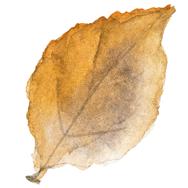 PSD illustration aquarelle abstraite des feuilles d'automne éléments de conception nature dessinés à la main isolés sur fond blanc