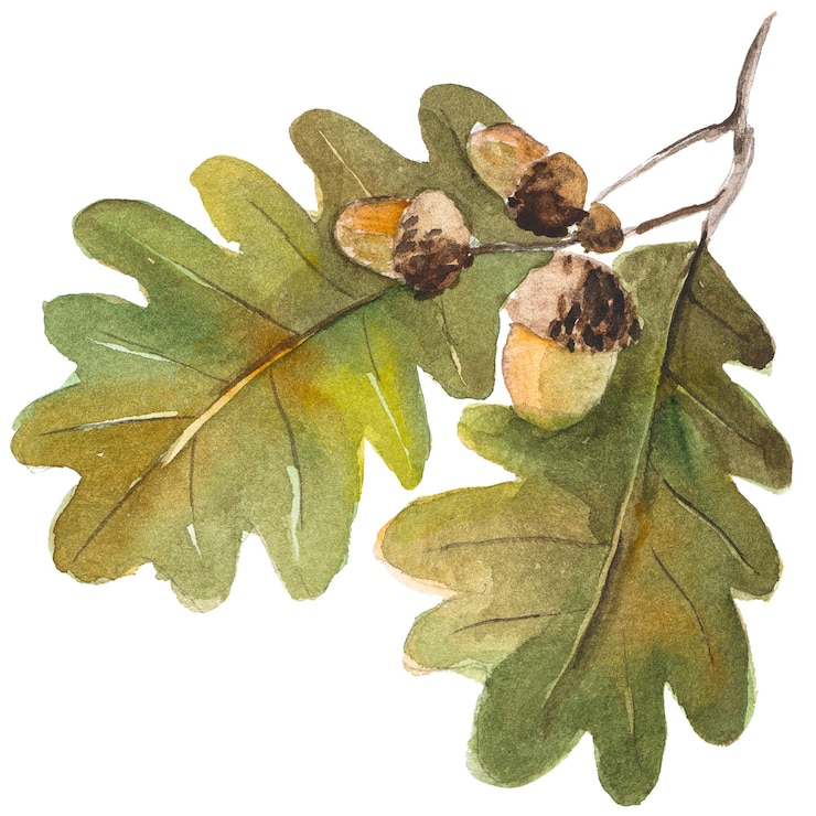 PSD illustration aquarelle abstraite des feuilles d'automne éléments de conception nature dessinés à la main isolés sur fond blanc
