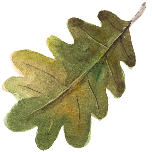 Illustration Aquarelle Abstraite Des Feuilles D'automne éléments De Conception Nature Dessinés à La Main Isolés Sur Fond Blanc