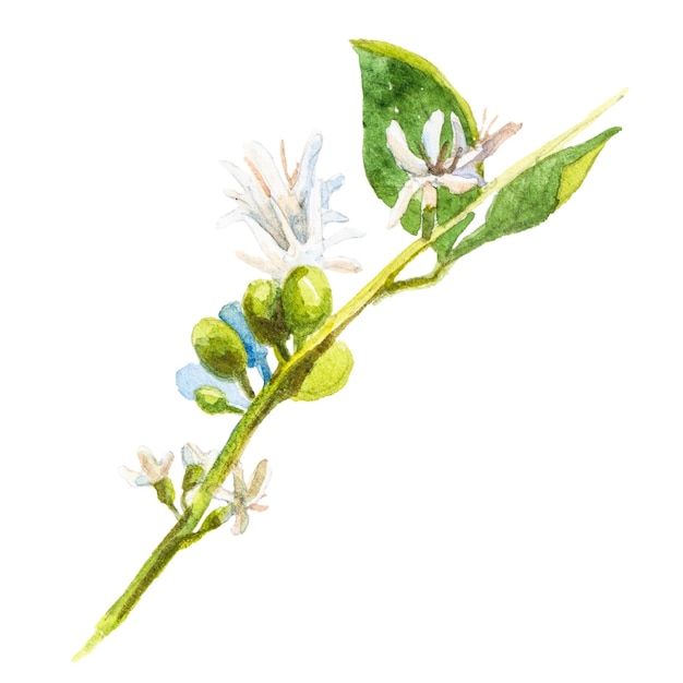 PSD illustration aquarelle abstraite de fleur de caféier éléments de conception nature dessinés à la main isolés sur fond blanc