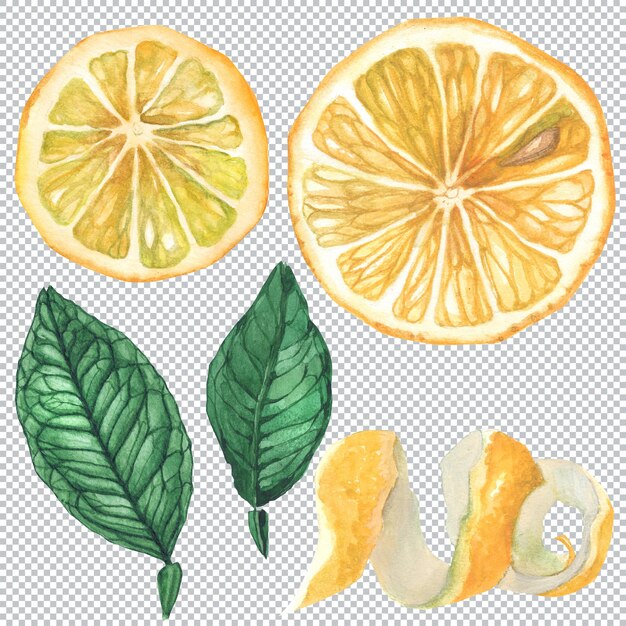 PSD illustration aquarelle botanique. citron jaune frais