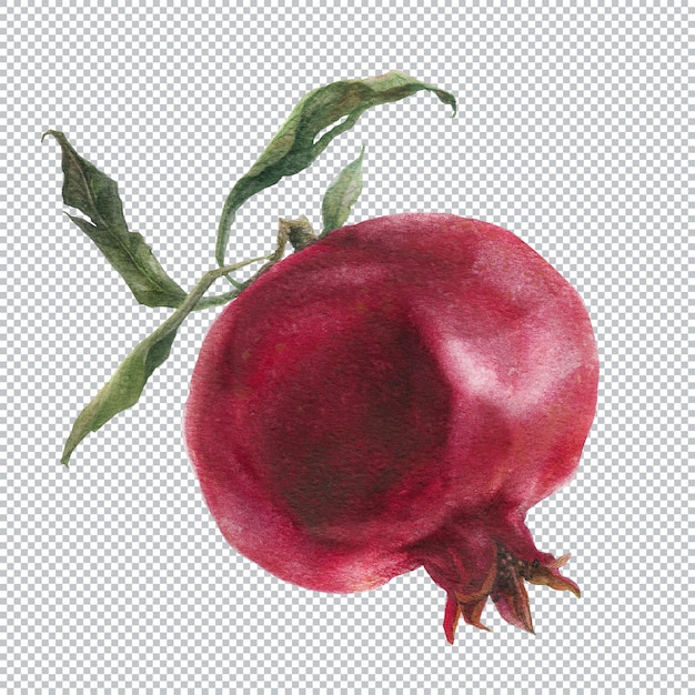 Illustration aquarelle botanique. Grenade fraîche