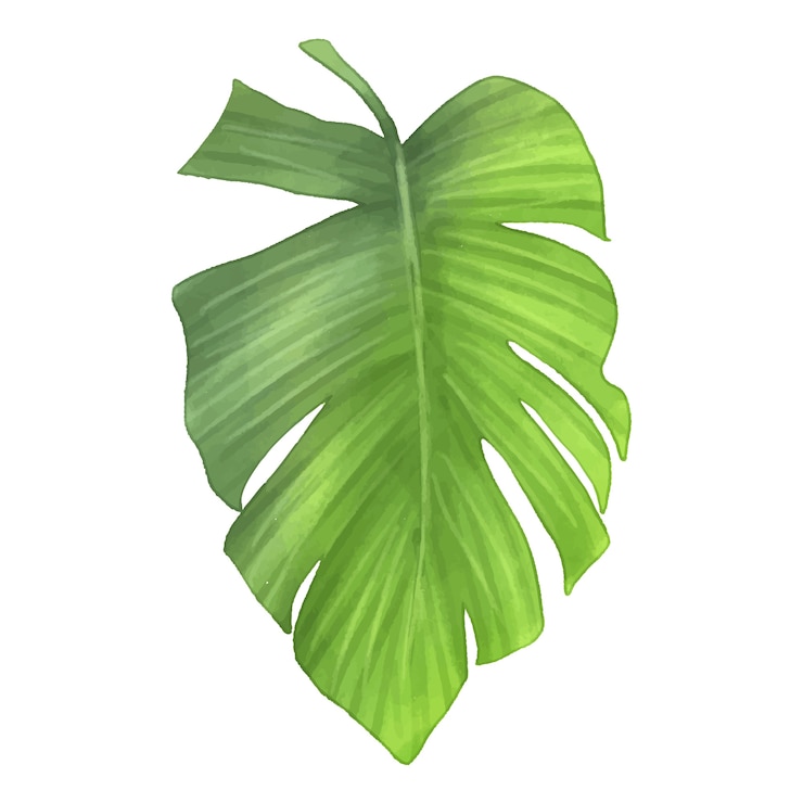 PSD illustration en aquarelle d'une feuille tropicale