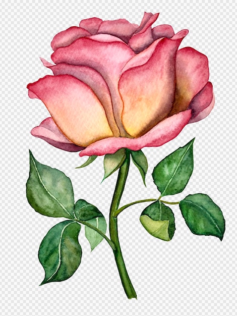 PSD illustration aquarelle fleur rose