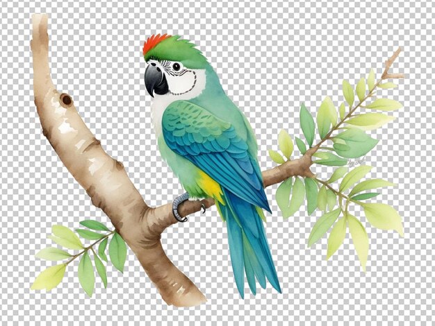 PSD illustration à l'aquarelle d'un perroquet