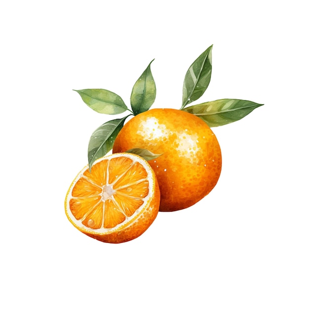Illustration d'aquarelle Tangerine Elément de conception d'aliments frais dessiné à la main isolé sur un fond blanc
