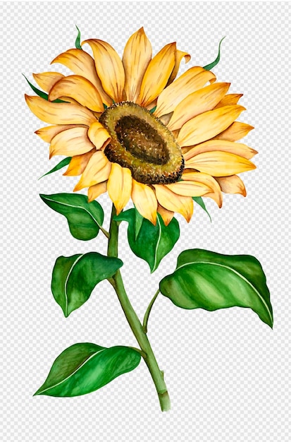 Illustration aquarelle de tournesol jaune