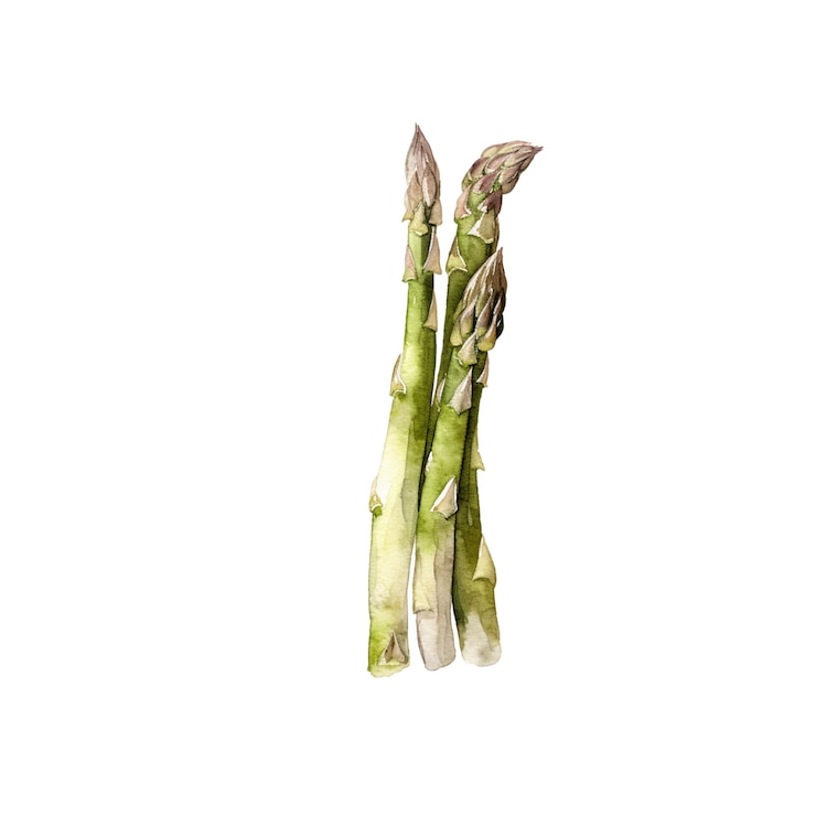 PSD illustration d'asparagus à l'aquarelle elément de conception d'aliments frais dessiné à la main isolé sur un fond blanc