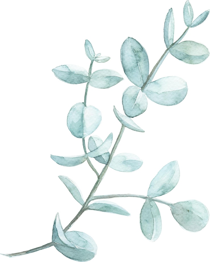 PSD illustration d'une branche d'eucalyptus à l'aquarelle