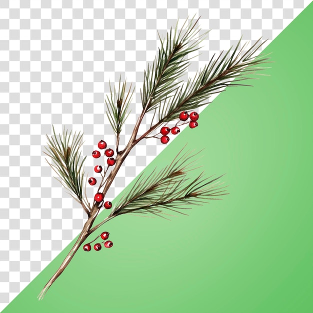 L'illustration de la branche de pin de la PNG pour Noël