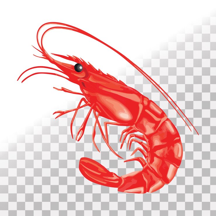 PSD illustration de la crevette rouge