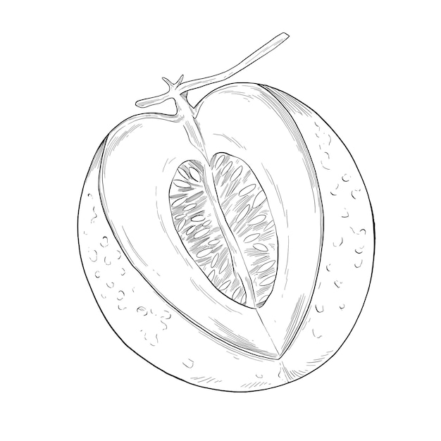 Illustration dessinée à la main du melon