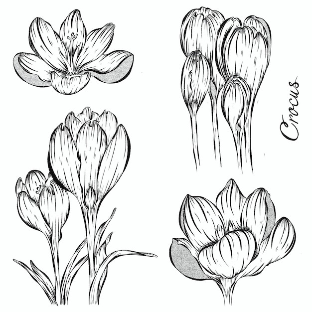 L'illustration détaillée dessinée à la main représente la beauté d'une fleur de crocus en deux étapes