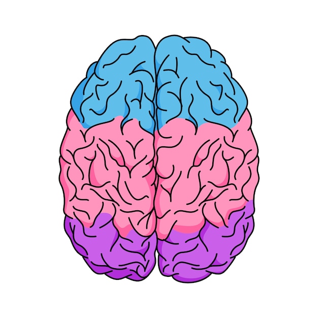 Illustration du contour du cerveau