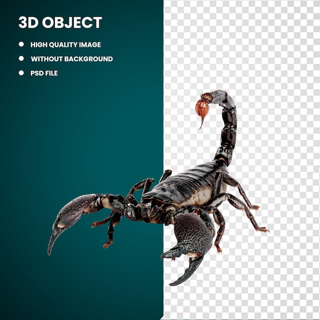 PSD illustration du scorpion noir 3d scorpion empereur