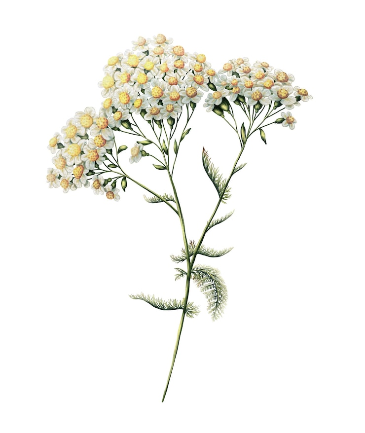 PSD illustration eines blühenden yarrow-zweigs druck mit heilpflanzen dekoration mit wildblumen