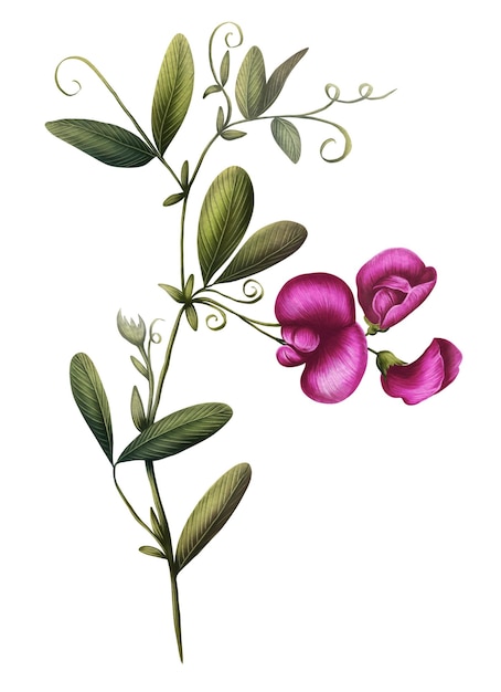 Illustration eines Zweigs blühender rosa Wildernte Aquarell-Illustration von Mausernten