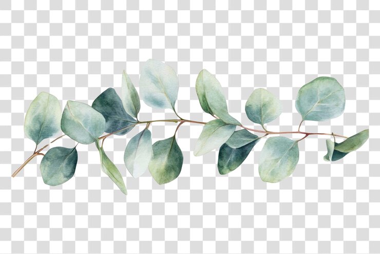 PSD illustration d'une feuille d'eucalyptus de png