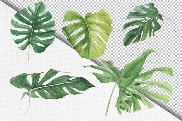 PSD illustration de feuilles et de plantes tropicales à l'aquarelle