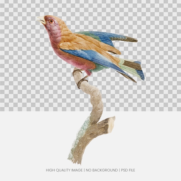 Une illustration d'un oiseau