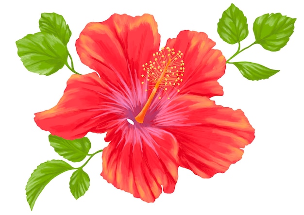illustration de peinture botanique de fleur d'hibiscus rouge