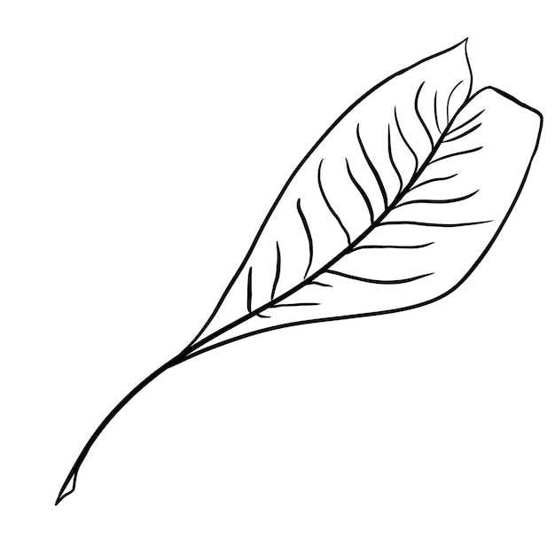 Illustration en plume d'oiseau noire et blanche de style numérique simple