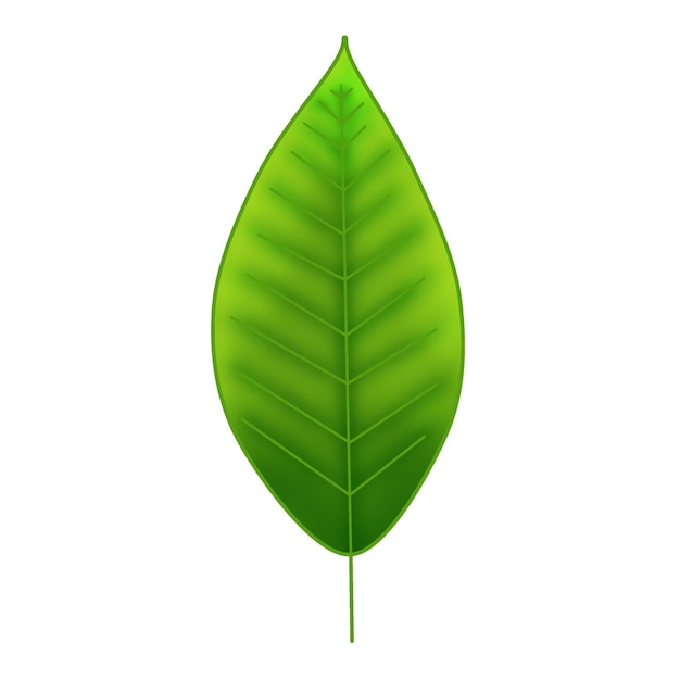 Illustration à raster d'une feuille de hêtre verte