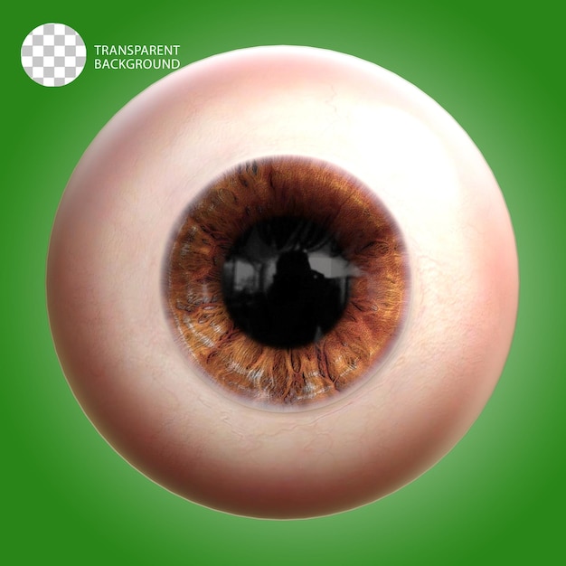 Illustration de rendu 3D isolé réaliste de la boule oculaire humaine Psd