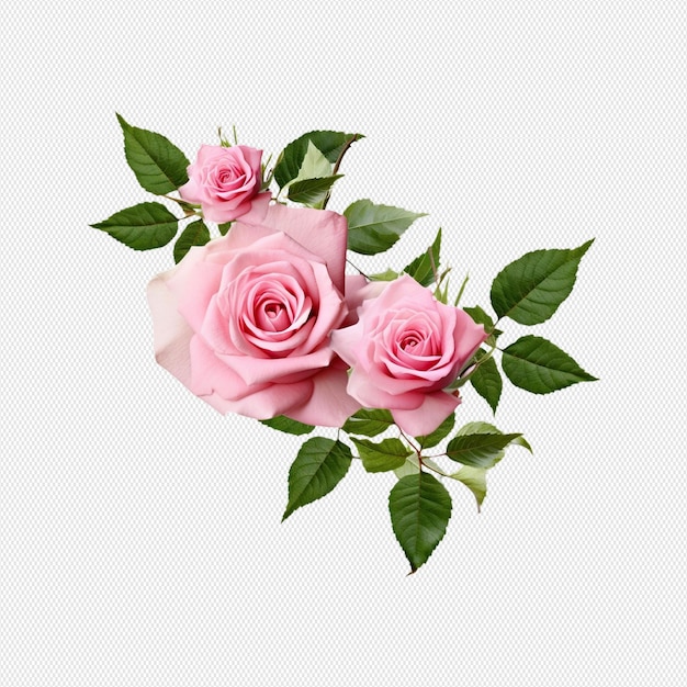 PSD illustration de la rose