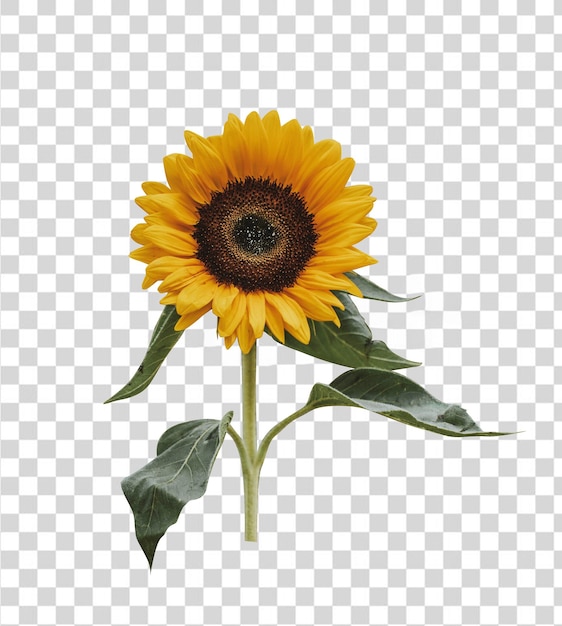 Illustration de tournesol, un tournesol jaune, un tournesol jaune, une fleur jaune, une feuille verte, une fleur jaune, une feuille verte, une fleur jaune, une fleur jaune,