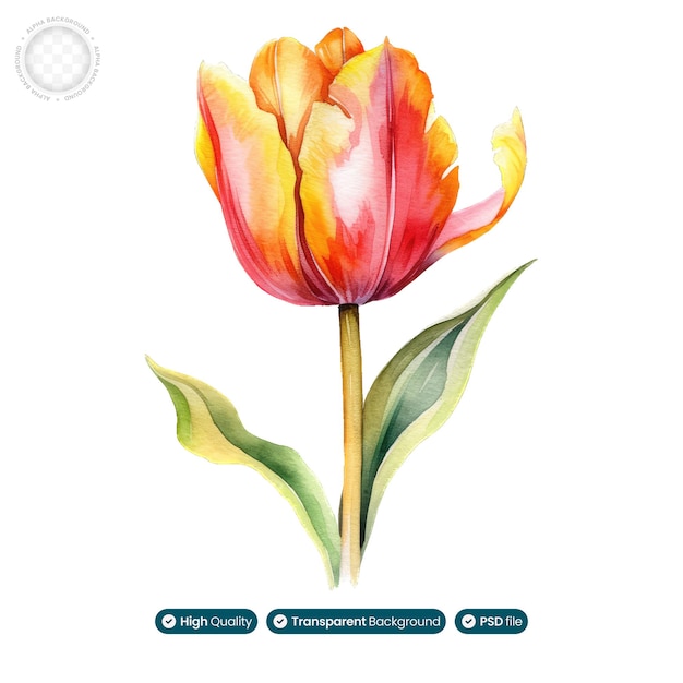 Une Illustration De Tulipe Aquarelle Rêveuse