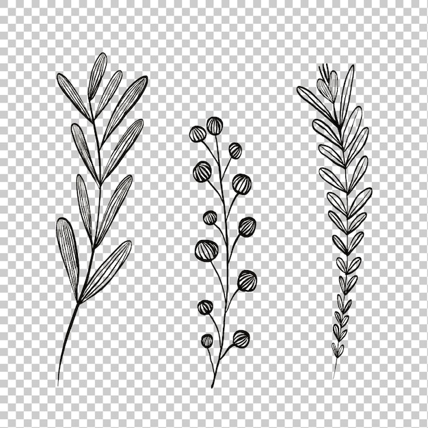 Illustration von Zweigen in schwarzer Farbe