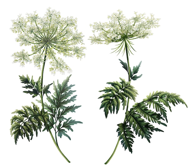 Illustrationssatz mit zwei Zweigen von Daucus carota, handgezeichneten Heilpflanzen, mit Wildblumen gedruckt