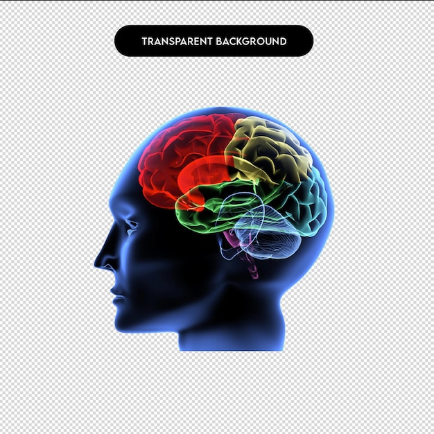 Illustrazione 3d del contorno del cervello Il cervello nella testa L'illustrazione del concetto di organo del cervello cervello e razzo