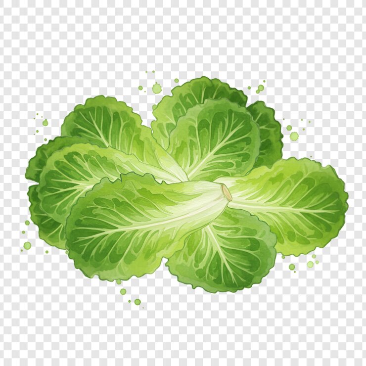 PSD illustrazione ad acquerello di una lattuga romana fresca