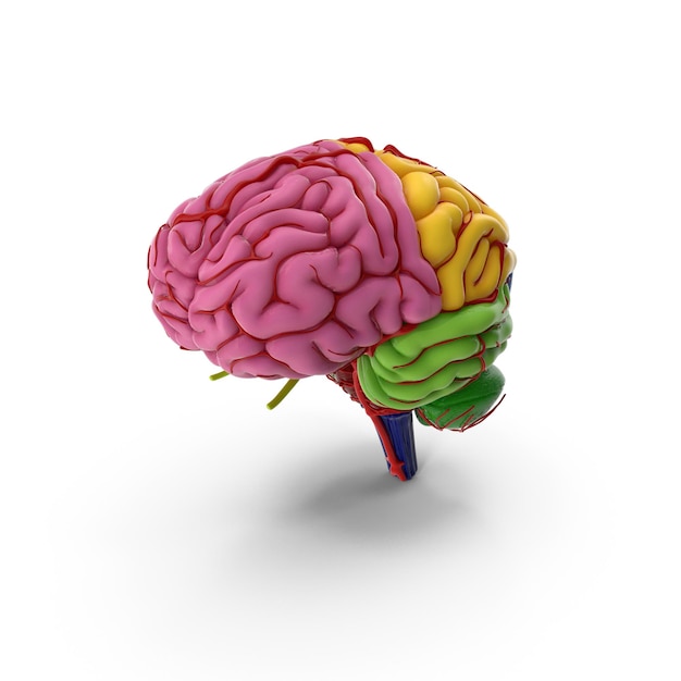 Illustrazione anatomica del cervello umano con lobi di diversi colori