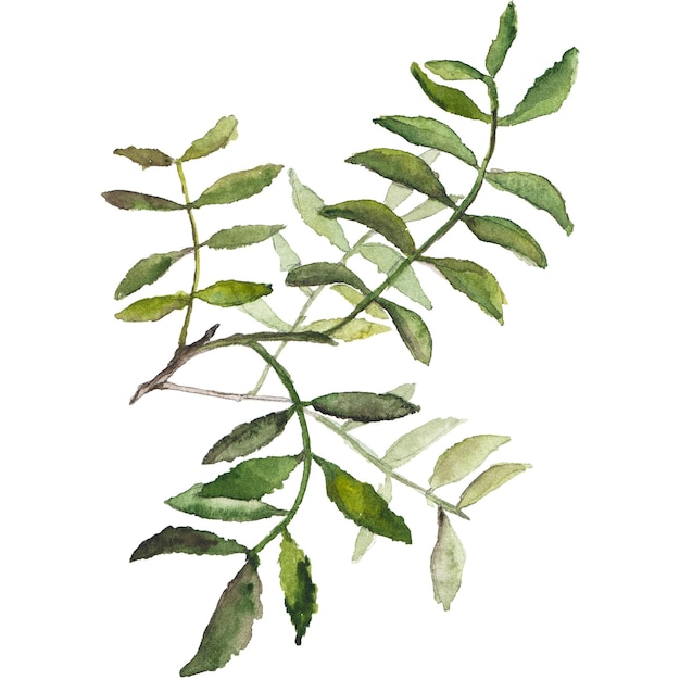 Illustrazione astratta dell'acquerello delle foglie autunnali Elementi di design della natura disegnati a mano isolati su sfondo bianco