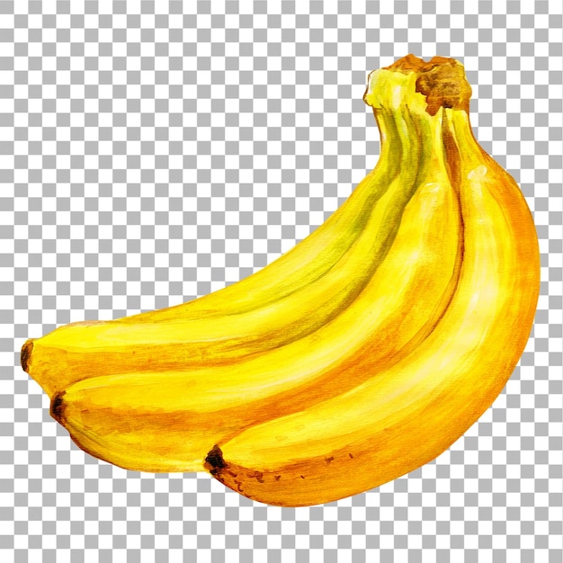 Illustrazione concettuale dello stile di colore dell'acqua disegnato a mano a banana adatto al tuo progetto di elementi