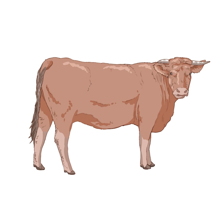 PSD illustrazione creativa dell'animale della mucca asiatica