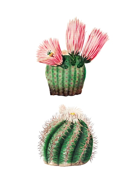 Illustrazione d'epoca del cactus