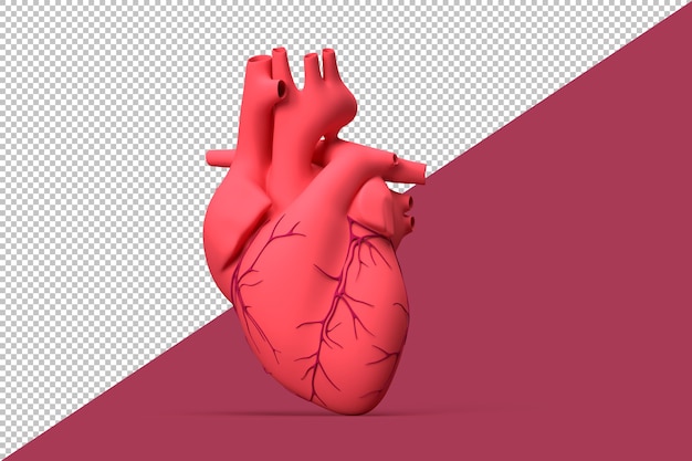 Illustrazione del cuore umano realistico