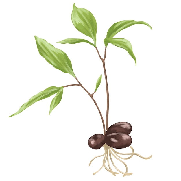 Illustrazione di pittura botanica di piante da seme