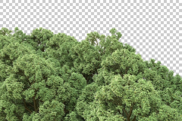 Illustrazione di rendering 3D della foresta su sfondo trasparente