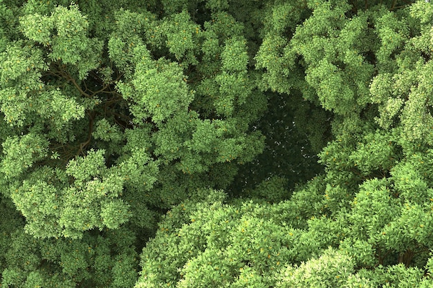 Illustrazione di rendering 3D della foresta su sfondo trasparente