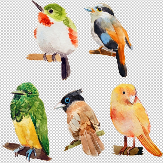 Illustrazione di uccelli ad acquerello